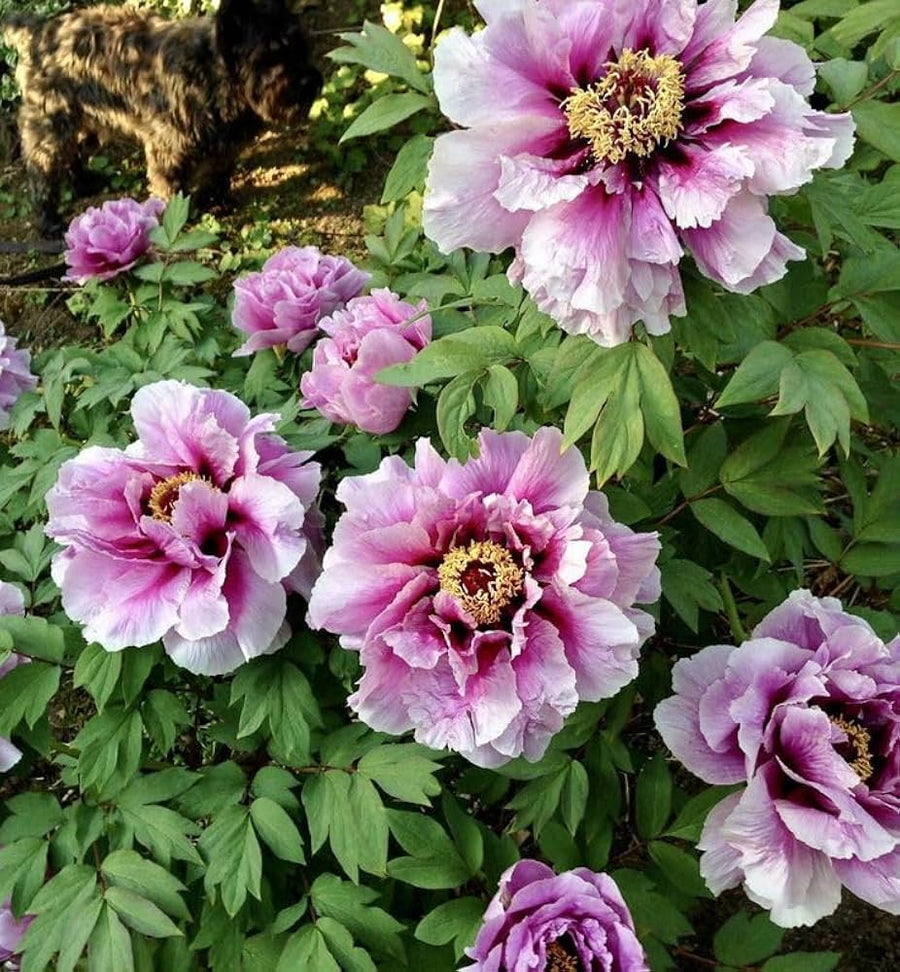 Dark grey peony bonsai flower seeds