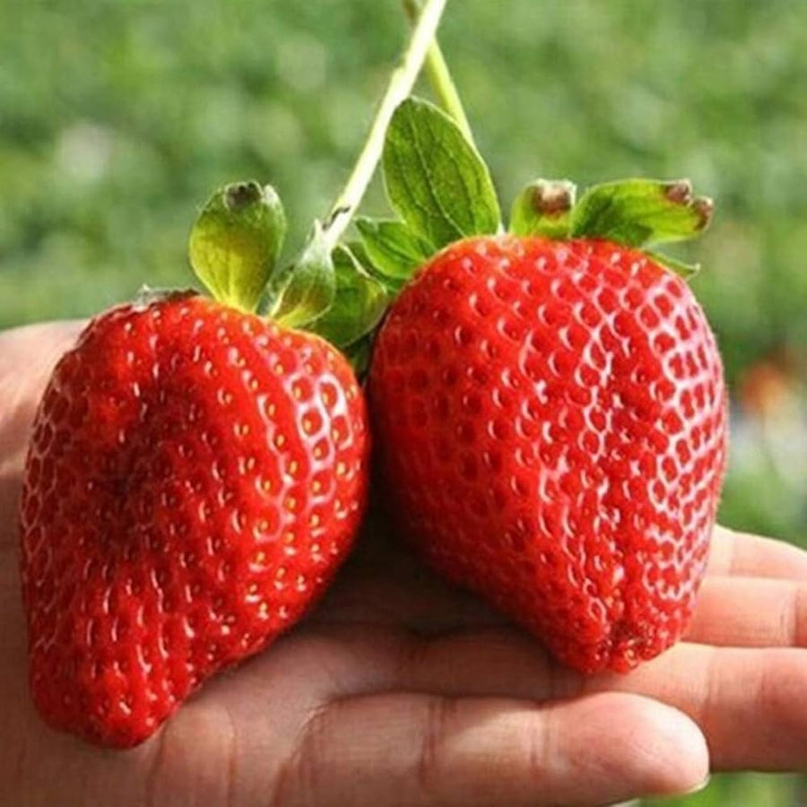 Strawberry Gardening for planting in home garden.