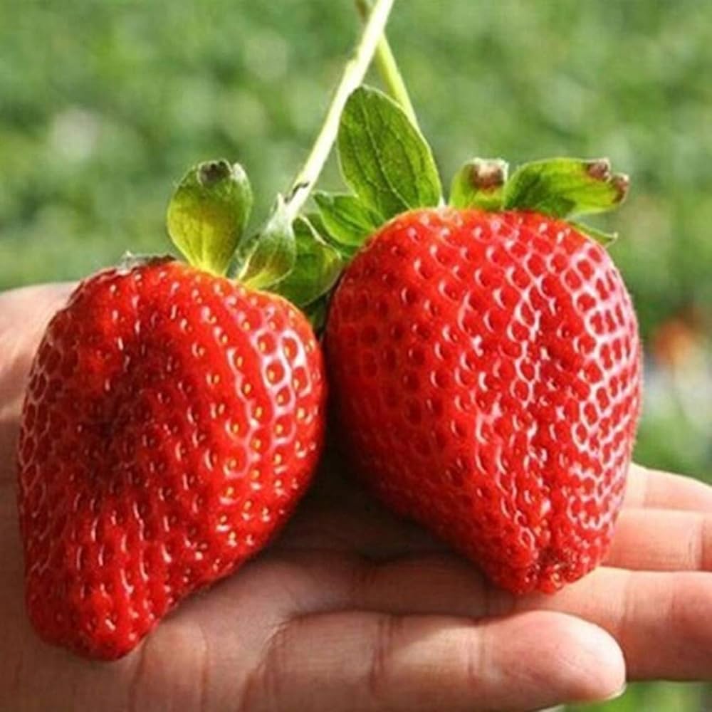Giant Strawberry Fragaria × ananassa for planting in home garden