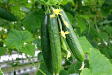 Carolina Cucumber Seeds (Cucumis anguria) for a fresh homegrown crop from the vegetable beds and trellis gardens