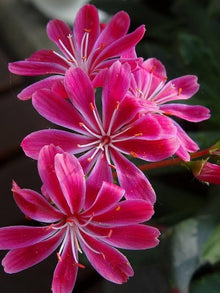 Lewisia Rainbow Seeds (Lewisia spp.) for a bright addition to the rock gardens and ornamental flower beds