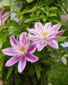 Clematis Seeds for reliable seasonal color