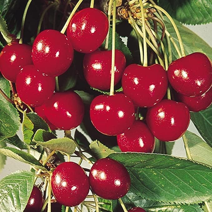 Cherry (Prunus avium) seeds for kids and garden planting