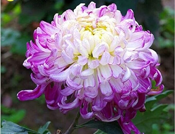 Rainbow Chrysanthemum Decorative Rare Flower - for planting in home garden