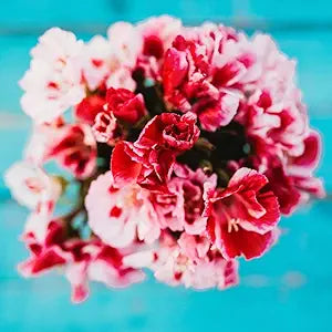 Double Mix Godetia Azalea Flower for garden planting