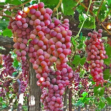 Red Grape Seeds (Vitis vinifera) for growers planting the Xinjiang Variety in Backyard Garden