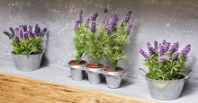 Lavender Seeds (Lavandula angustifolia) for a fragrant addition to the Flower Bed & Garden