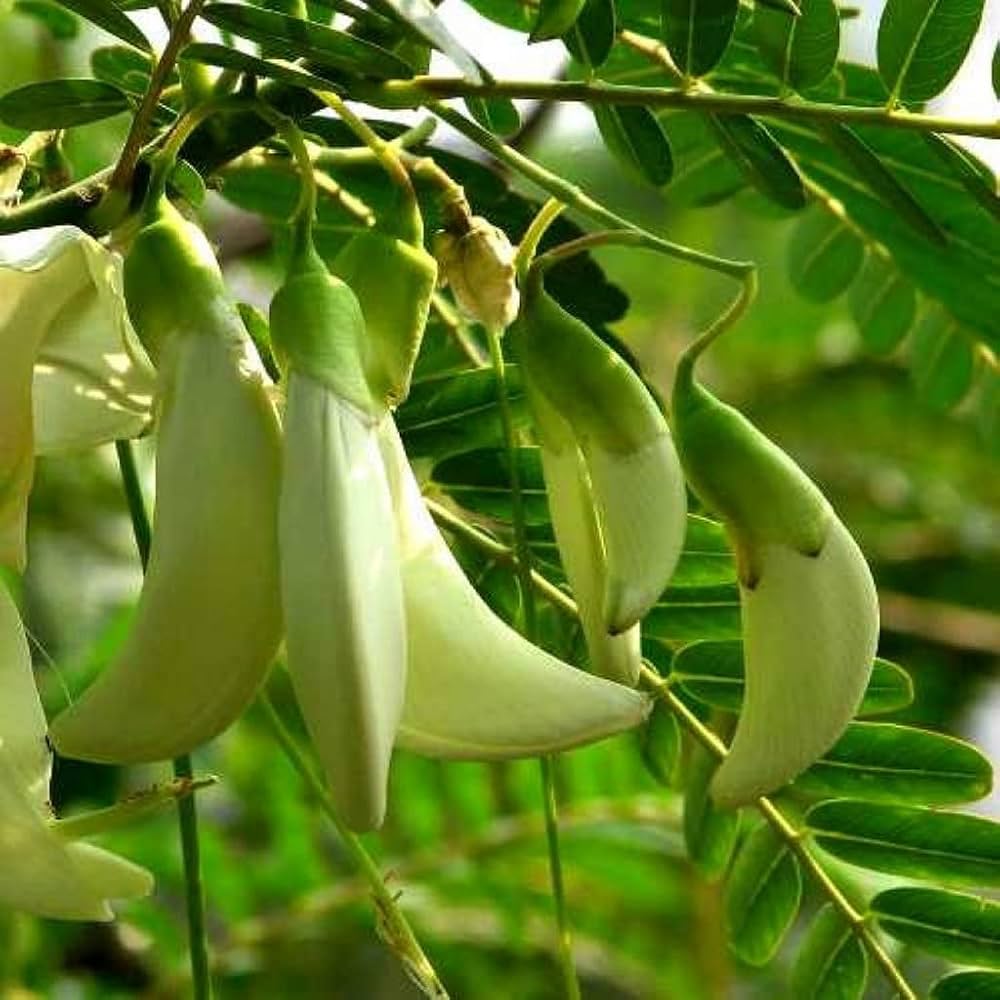 Honeylocust Tree Seeds