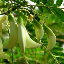 Honeylocust Tree Seeds