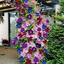 Clematis Bonsai Seeds for long-term planting in the yard