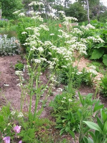 Kerbel Seeds (Anthriscus cerefolium) for growers filling out the Herb Garden