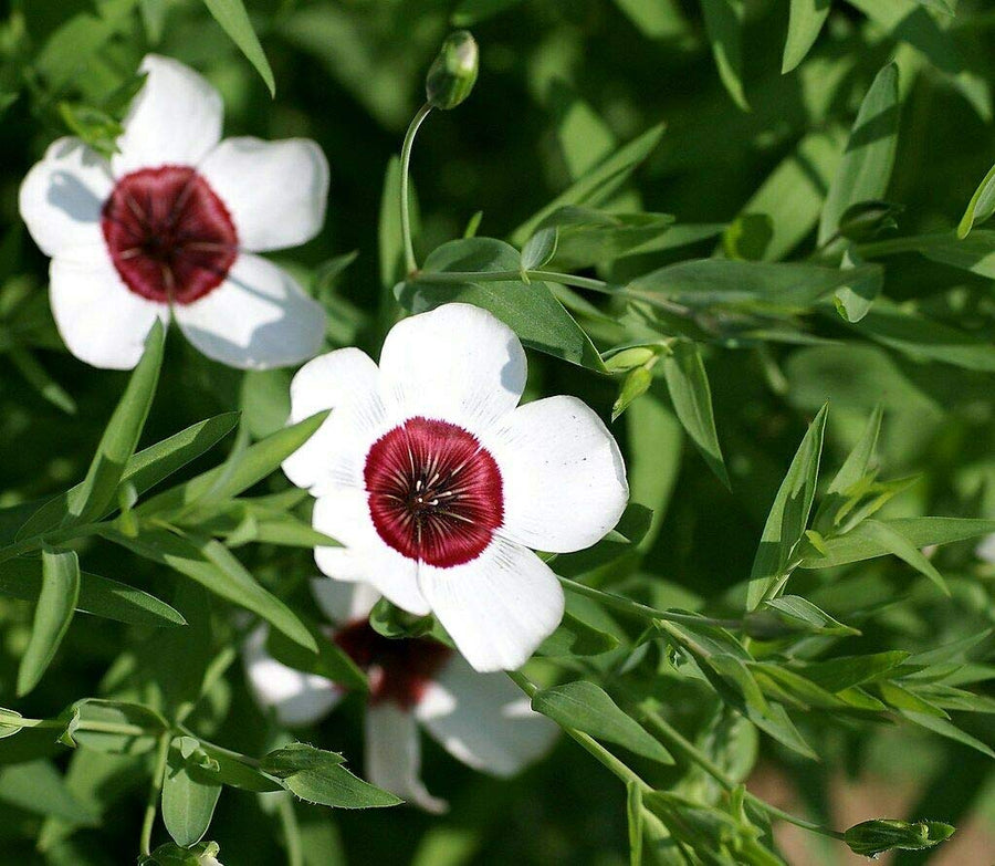 Annual Bright Eyes Flax (Linum Grandiflorum Seeds for reliable seasonal color