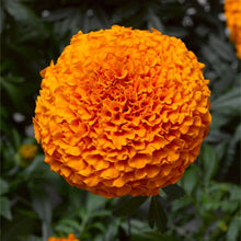 Giant Orange Hawaii Marigold flower Seeds prized for 4-inch blooming annuals