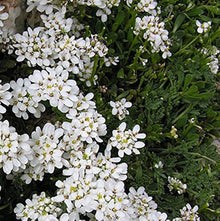 White Creeping Thyme Plants for a fragrant addition to the herb patch
