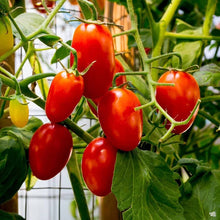 Heirloom Mennonite Tomato Seeds valued by growers for reliable Tomato Harvests