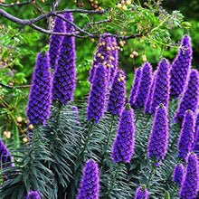 Echium Fastuosum Candicans Nattern Rare Lila Seeds for gardeners building out beds and borders