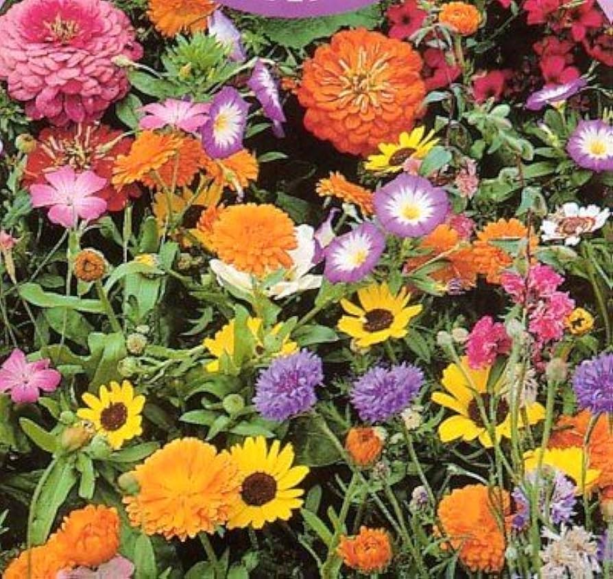 Save the Bees Mixed Wildflower Seeds grown for pollinators