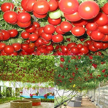 Giant heirloom tomato vegetable seeds