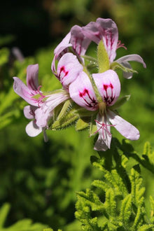 Geranium Seeds (Pelargonium hortorum) for a colorful addition to any planting