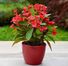 Euphorbia Seeds prized for red Gardening