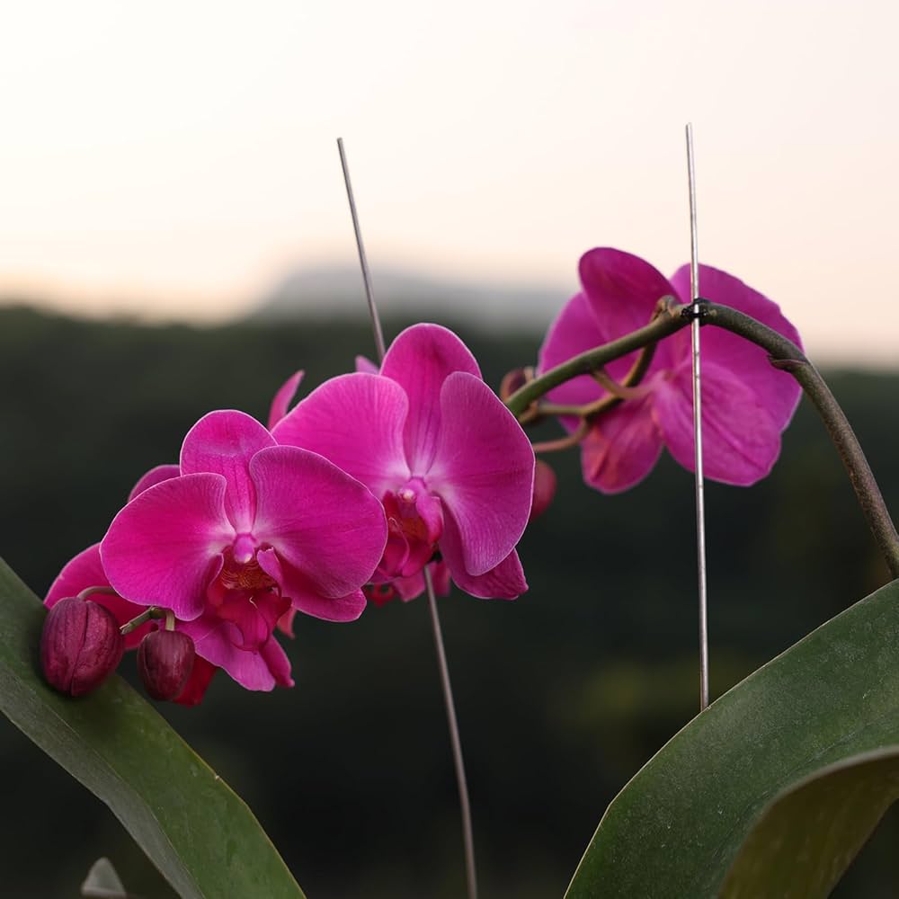 Pink Lady's Slipper Orchid Flower Seeds