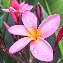 Plumeria Plumeria Rubra Frangipani Hawaiian Lei Seeds for colorful blooms in the Indoor Outdoor Gardens