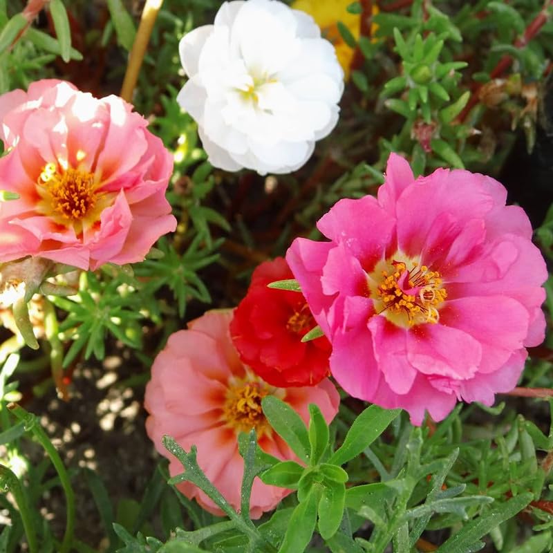 Portulaca Portulaca Grandiflora Pink Moss Rose Flower Seeds for Planting – Ground Cover Seeds for Pots and Home Garden