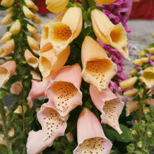 Pelleted Digitalis Dalmation Peach Foxglove Seeds for a sweet addition to the home orchard