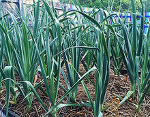Bella Italian Garlic Seeds (Allium sativum) for a fresh homegrown crop from the home herb and vegetable gardens