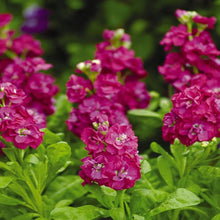 Auf Tiefe Rose (Matthiola Incana Ten Woche Tief Rose) Seeds for a colorful addition to any planting