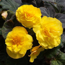 Begonia Seeds (Begonia tuberhybrida) for a bright addition to the shaded pots or home garden beds