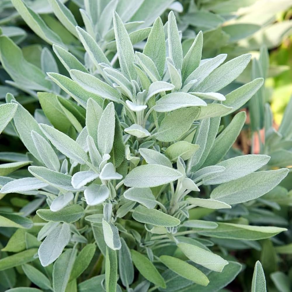Giant Sage Plants for a fragrant addition to the herb patch