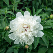 Army Green: Peony Seeds for a lasting addition to the Balcony * Home Garden Decoration