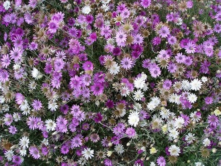 Immortelle ��������� Xeranthemum annuum ��������� for flower bed planting