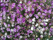 Immortelle ��������� Xeranthemum annuum ��������� for flower bed planting