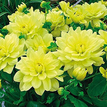 Dahlia Opera Yellow Seeds for reliable seasonal color