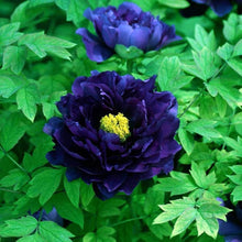 Blue Peony Seeds for a lasting display in the Garden