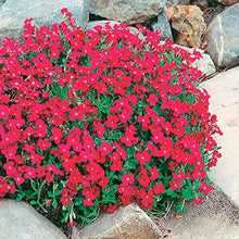 ROCK Cress Seeds for a lasting display in the Red Garden