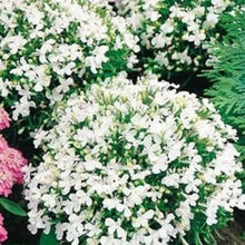 Lobelia White Lady seeds (Lobelia erinus) for white-flowered border or pot planting