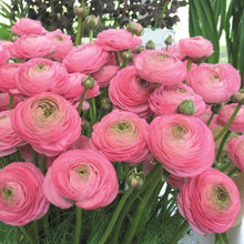Buttercup  Ranunculus spp.  yellow flower seed