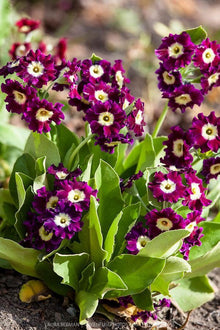 Primula Seeds (Primula vulgaris) for colorful blooms in the Flower Bed & Home Garden