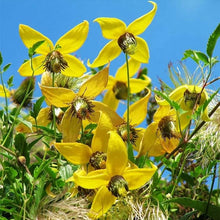 Aztek Yellow Clematis Seeds known for planting, Seeds
