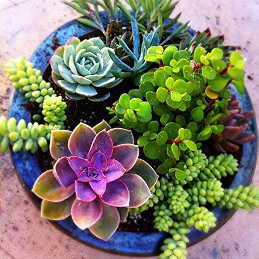 Flores Succulent Cactus Flower Bonsai Seeds