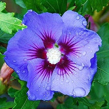 Blue Silver Gray Hibiscus Seeds for growers filling out the Hardy Garden Planting