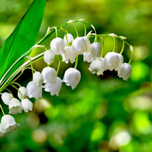 Lily of the Valley Convallaria Majalis flower Seeds for a bright addition to the shaded home garden beds and woodland settings