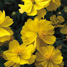 Cosmos Bright Lights Sulphur Orange Yellow Seeds for growers seeking a long-blooming display