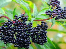 Elderberry Seeds (Sambucus nigra) for colorful blooms in the home orchards and herbal gardens