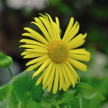 Doronicum Seeds (Doronicum orientale) for colorful blooms in the shaded flower beds and borders