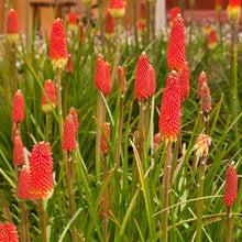 Mixed Torch Lily Kniphofia Uvaria Seeds for gardeners building out beds and borders