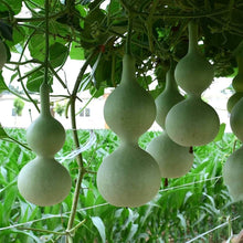 Lagenaria Pumpkin Seeds (Lagenaria siceraria) for a fresh homegrown crop from the Vegetable Patch